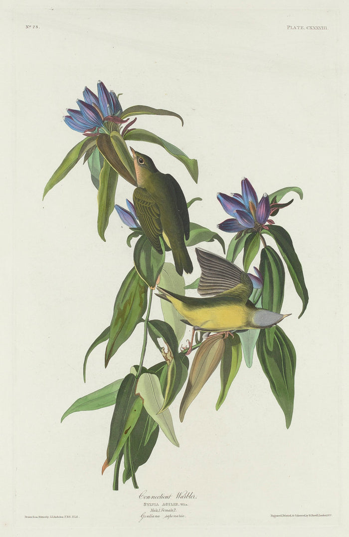 Connecticut Warbler by Robert Havell after John James Audubon (American, 1793 - 1878), 16X12