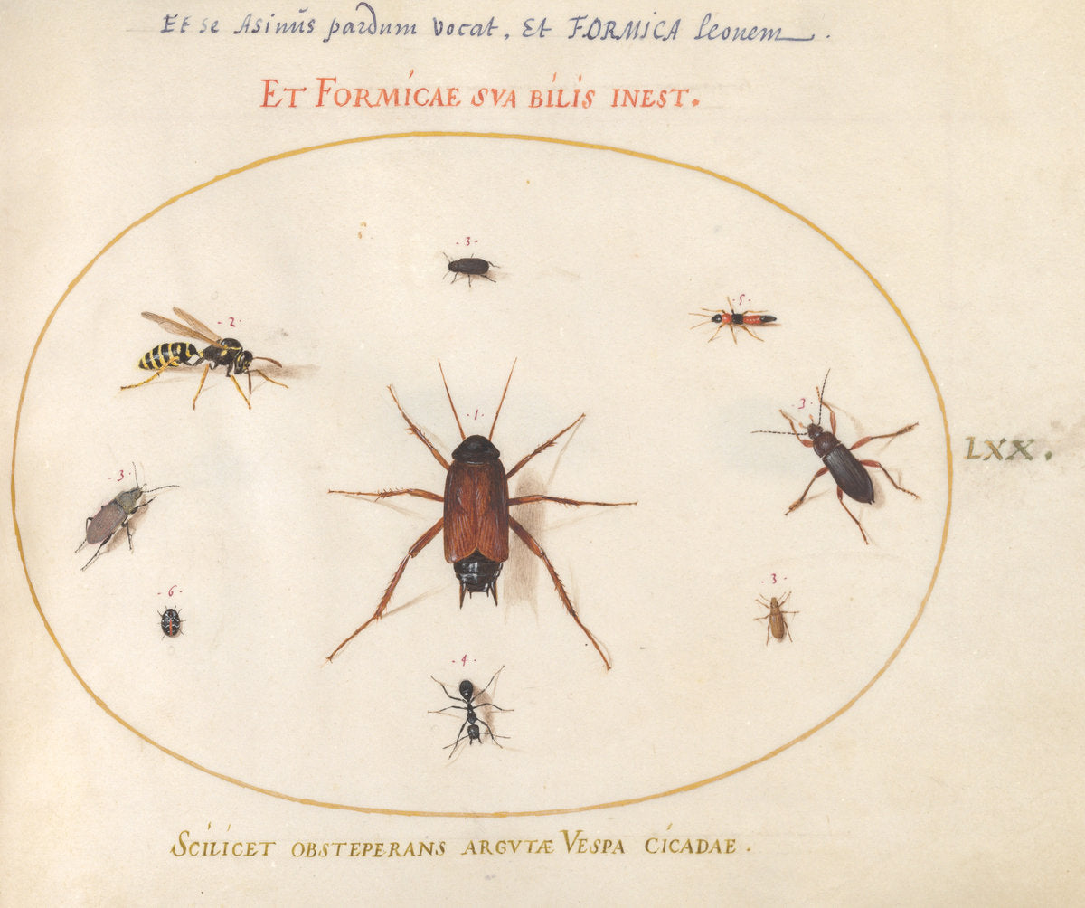 Animalia Rationalia et Insecta (Ignis):  Plate LXX by Joris Hoefnagel (Flemish, 1542 - 1600), 16X12"(A3)Poster Print