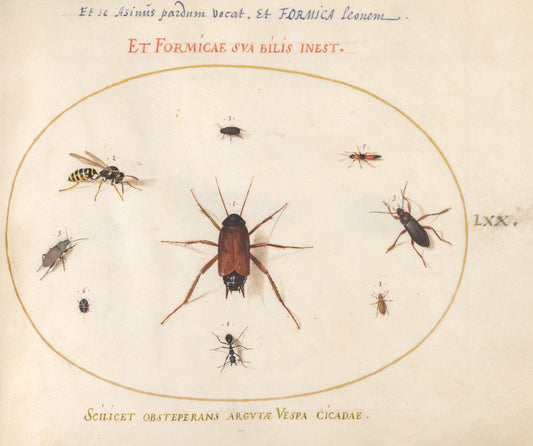 Animalia Rationalia et Insecta (Ignis):  Plate LXX by Joris Hoefnagel (Flemish, 1542 - 1600), 16X12"(A3)Poster Print