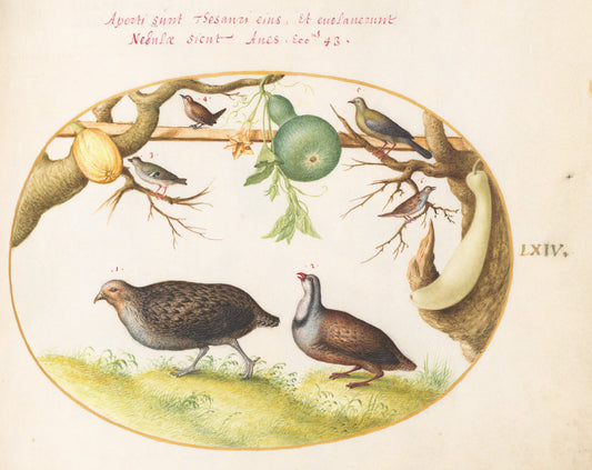 Animalia Volatilia et Amphibia (Aier): Plate LXIV by Joris Hoefnagel (Flemish, 1542 - 1600), 16X12"(A3)Poster Print