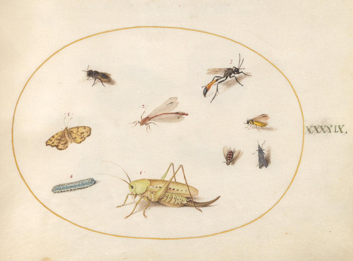 Animalia Rationalia et Insecta (Ignis):  Plate XLIX by Joris Hoefnagel (Flemish, 1542 - 1600), 16X12"(A3)Poster Print