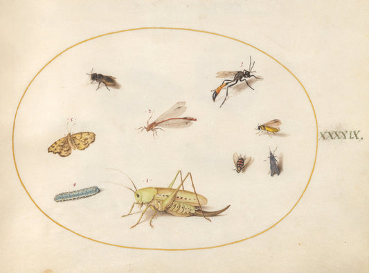 Animalia Rationalia et Insecta (Ignis):  Plate XLIX by Joris Hoefnagel (Flemish, 1542 - 1600), 16X12"(A3)Poster Print