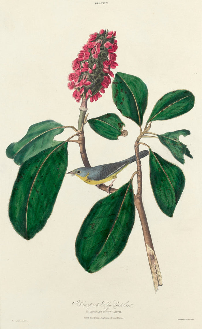 Bonaparte Fly Catcher by William Home Lizars after John James Audubon (Scottish, 1788 - 1859), 16X12