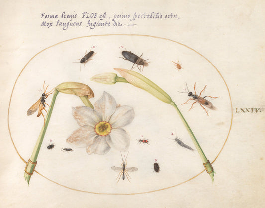 Animalia Rationalia et Insecta (Ignis):  Plate LXXIV by Joris Hoefnagel (Flemish, 1542 - 1600), 16X12"(A3)Poster Print