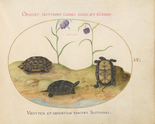 Animalia Qvadrvpedia et Reptilia (Terra): Plate LV by Joris Hoefnagel (Flemish, 1542 - 1600), 16X12"(A3)Poster Print