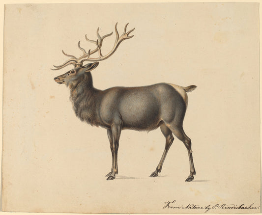 European Elk by Peter Rindisbacher (American, 1806 - 1834), 16X12"(A3)Poster Print