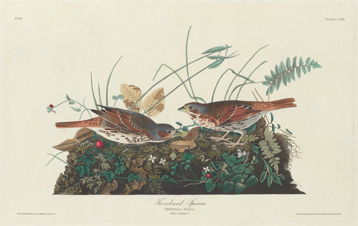 Two-colored Sparrow by Robert Havell after John James Audubon (American, 1793 - 1878), 16X12"(A3)Poster Print