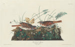 Two-colored Sparrow by Robert Havell after John James Audubon (American, 1793 - 1878), 16X12"(A3)Poster Print