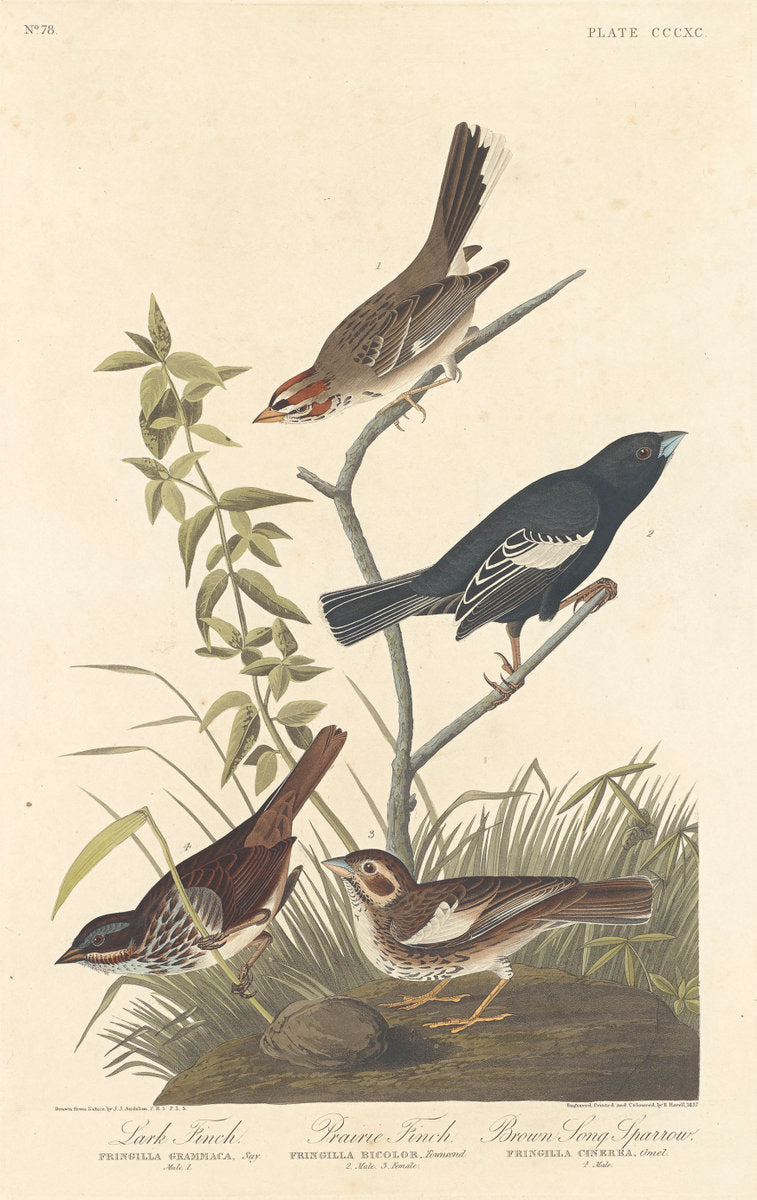 Lark Finch, Prairie Finch and Brown Song Sparrow by Robert Havell after John James Audubon (American, 1793 - 1878), 16X12"(A3)Poster Print