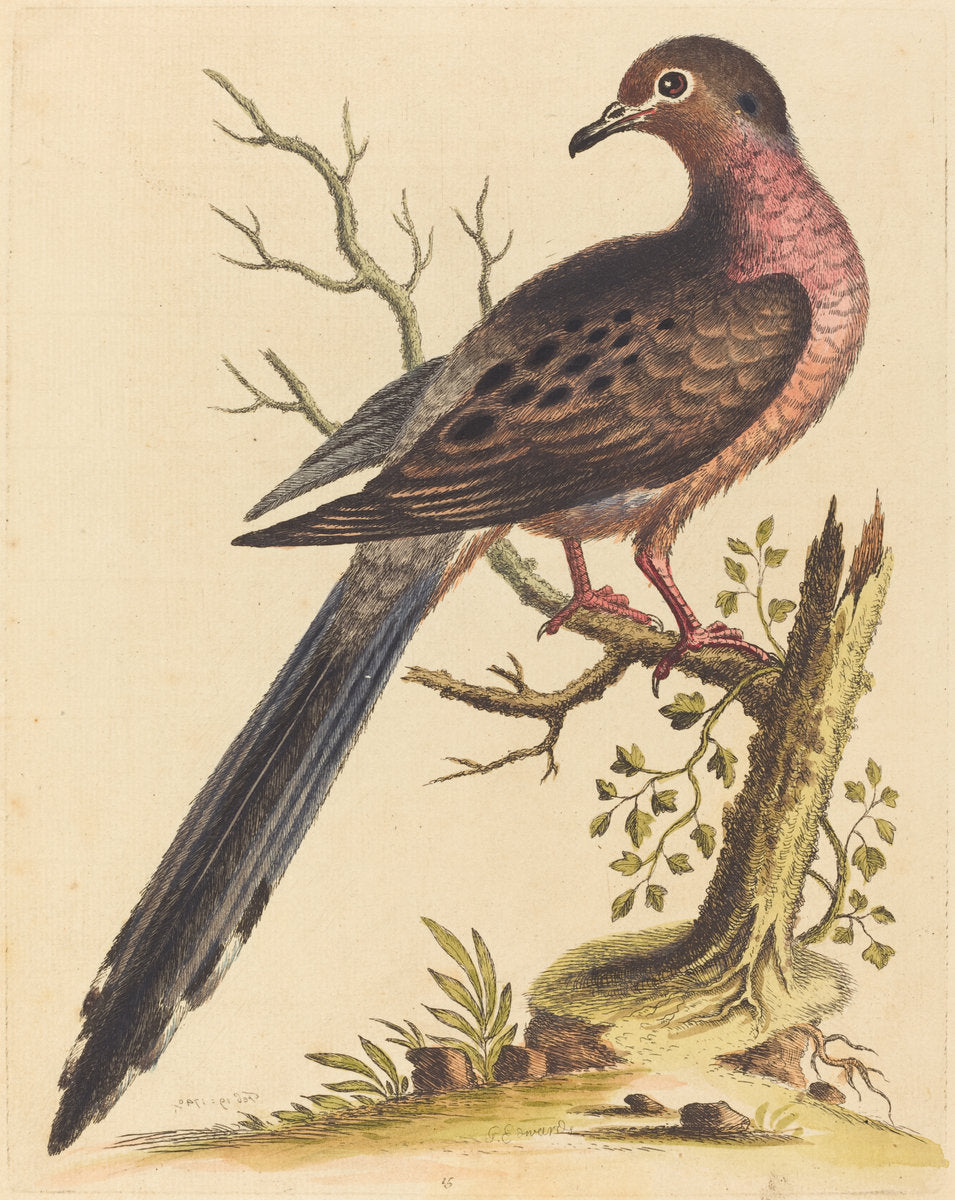 Fedoa Americana pectore ruso by George Edwards (English, 1694 - 1773), 16X12"(A3)Poster Print