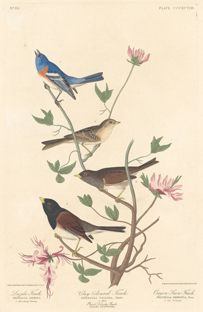 Lazuli Finch, Clay-colored Finch and Oregon Snow Finch by Robert Havell after John James Audubon (American, 1793 - 1878), 16X12