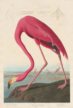 American Flamingo by Robert Havell after John James Audubon (American, born England, 1793 - 1878), 16X12"(A3)Poster Print