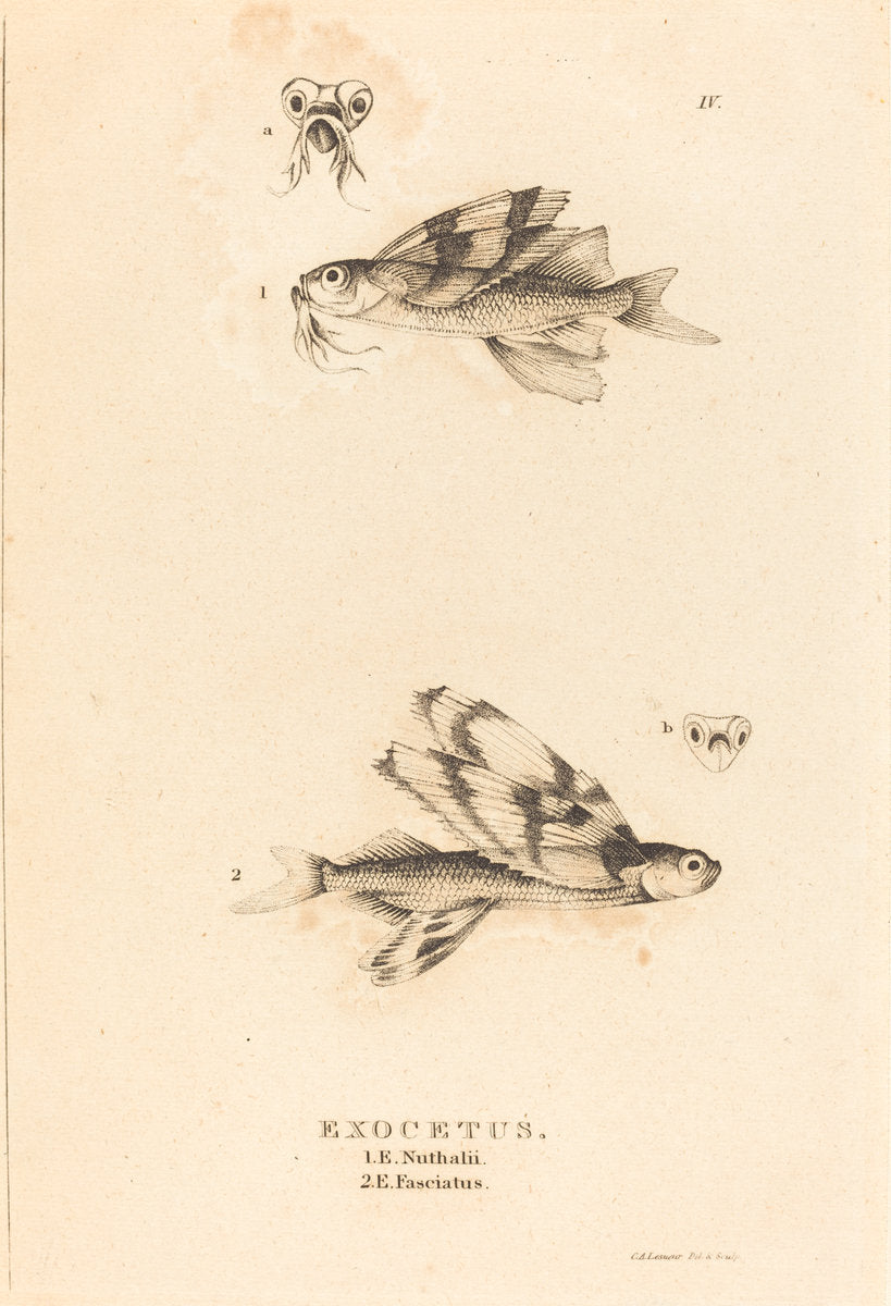 Exocetus by Charles Alexandre Lesueur (French, 1778 - 1846), 16X12"(A3)Poster Print