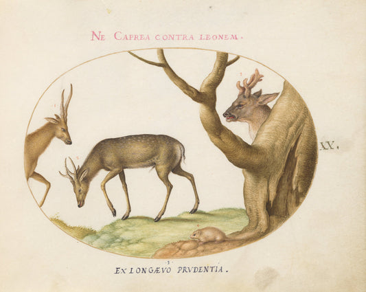 Animalia Qvadrvpedia et Reptilia (Terra): Plate XX by Joris Hoefnagel (Flemish, 1542 - 1600), 16X12"(A3)Poster Print