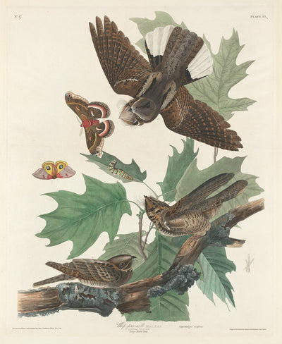 Whip-poor-will by Robert Havell after John James Audubon (American, 1793 - 1878), 16X12"(A3)Poster Print