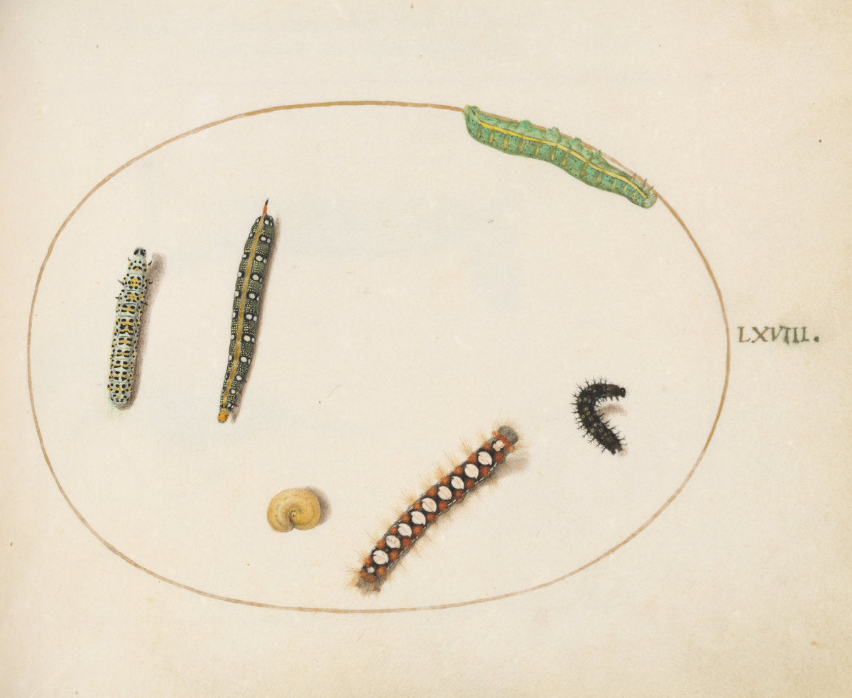 Animalia Qvadrvpedia et Reptilia (Terra): Plate LXVIII by Joris Hoefnagel (Flemish, 1542 - 1600), 16X12"(A3)Poster Print