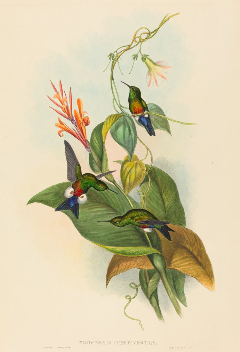 Eriocnemis cupreiventris (Coppery-vented Puff-Leg) by John Gould and H.C. Richter (British, 1804 - 1881), 16X12"(A3)Poster Print