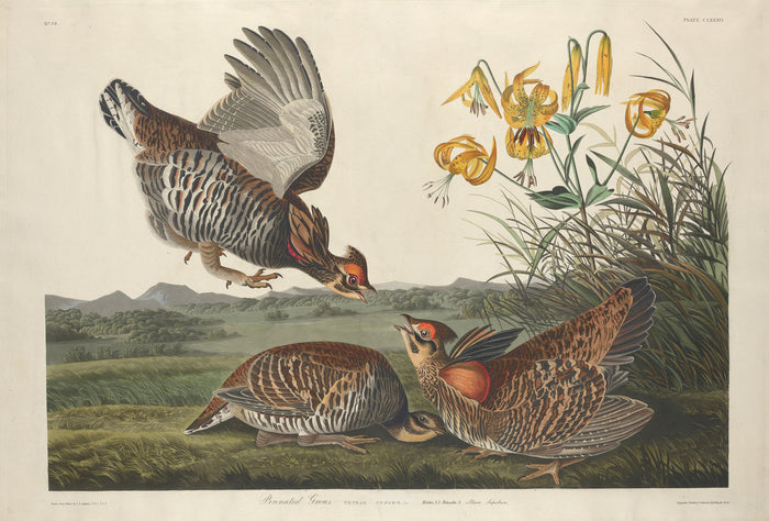 Pinnated Grous by Robert Havell after John James Audubon (American, 1793 - 1878), 16X12