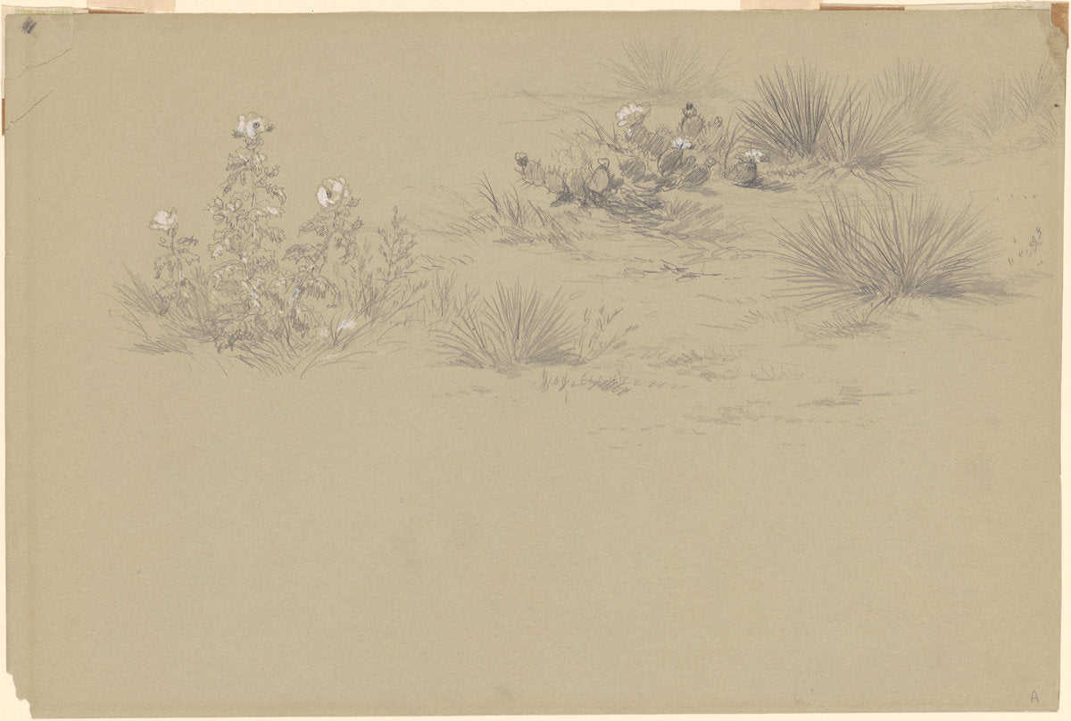 19th century by American 19th Century after John Frederick Kensett (Flowering Bush and Desert Plants), 16X12"(A3)Poster Print