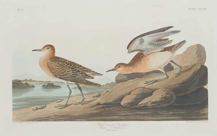 Buff-breasted Sandpiper by Robert Havell after John James Audubon (American, 1793 - 1878), 16X12