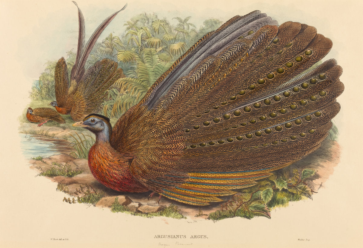 Argus Pheasant (Argusianus Argus) by W. Hart (British, active 1851 - 1898), 16X12"(A3)Poster Print