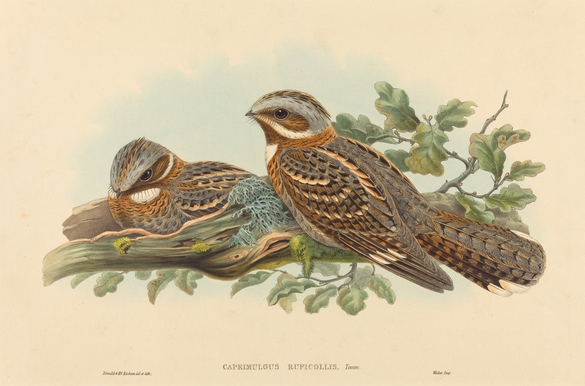 Caprimulgus Ruficollis by John Gould and H.C. Richter (British (?), active 1841 - active c. 1881), 16X12"(A3)Poster Print