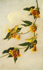 Yellow Warbler by Joseph Bartholomew Kidd, after John James Audubon (Scottish, 1808 - 1889), 16X12"(A3)Poster Print