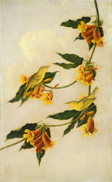 Yellow Warbler by Joseph Bartholomew Kidd, after John James Audubon (Scottish, 1808 - 1889), 16X12