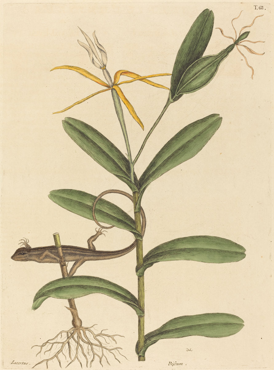 The Lyon Lizard (Lacerta 6-lineata) by Mark Catesby (English, 1679 - 1749), 16X12"(A3)Poster Print