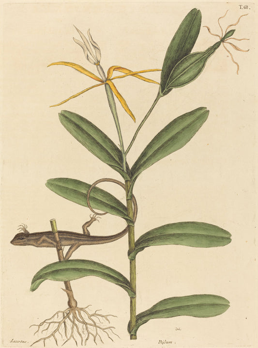 The Lyon Lizard (Lacerta 6-lineata) by Mark Catesby (English, 1679 - 1749), 16X12"(A3)Poster Print