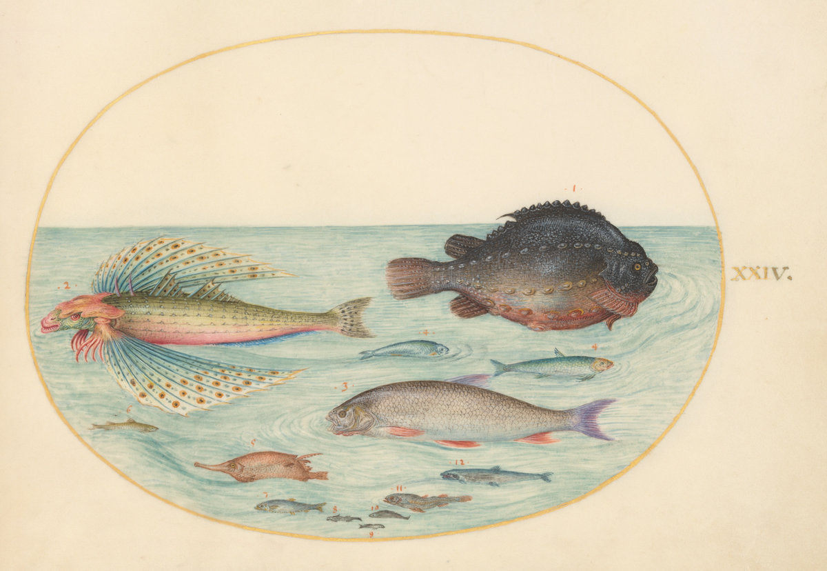 Animalia Aqvatilia et Cochiliata (Aqva): Plate XXIV by Joris Hoefnagel (Flemish, 1542 - 1600), 16X12"(A3)Poster Print