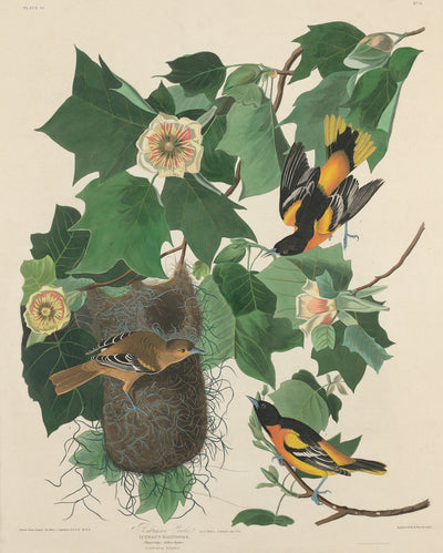 Baltimore Oriole by Robert Havell after John James Audubon (American, 1793 - 1878), 16X12"(A3)Poster Print