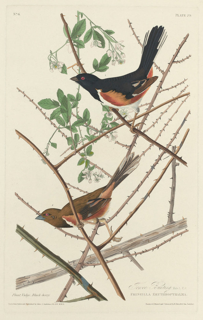 Towee Bunting by Robert Havell after John James Audubon (American, 1793 - 1878), 16X12