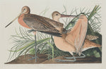 Great Marbled Godwit by Robert Havell after John James Audubon (American, 1793 - 1878), 16X12"(A3)Poster Print