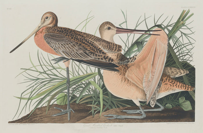 Great Marbled Godwit by Robert Havell after John James Audubon (American, 1793 - 1878), 16X12