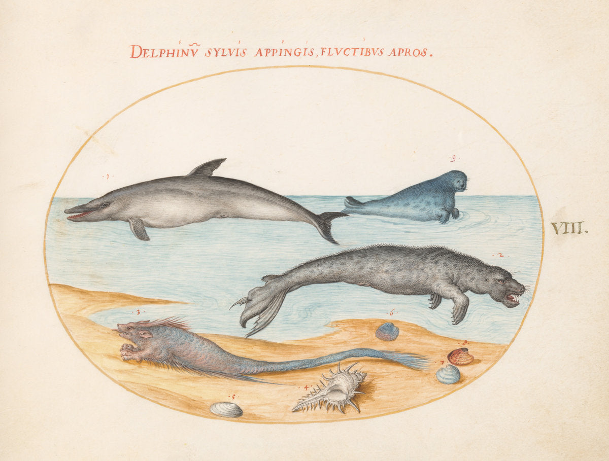 Animalia Aqvatilia et Cochiliata (Aqva): Plate VIII by Joris Hoefnagel (Flemish, 1542 - 1600), 16X12"(A3)Poster Print