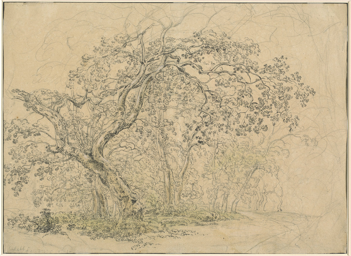 Grove of Trees [verso] by Friedrich Salathé (Swiss, 1793 - 1858), 16X12"(A3)Poster Print