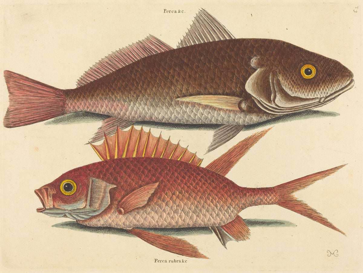 The Croker (Perca undulata) by Mark Catesby (English, 1679 - 1749), 16X12"(A3)Poster Print