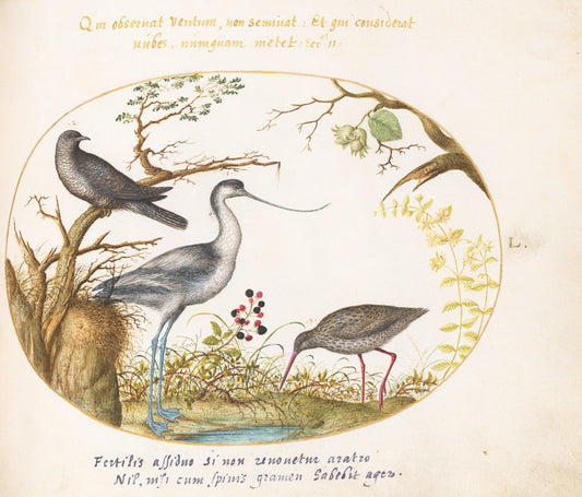 Animalia Volatilia et Amphibia (Aier): Plate L by Joris Hoefnagel (Flemish, 1542 - 1600), 16X12"(A3)Poster Print