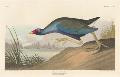 Purple Gallinule by Robert Havell after John James Audubon (American, 1793 - 1878), 16X12"(A3)Poster Print