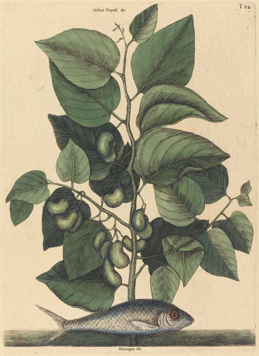 The Pilchard (Argentina carolina) by Mark Catesby (English, 1679 - 1749), 16X12"(A3)Poster Print