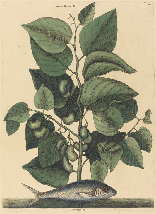 The Pilchard (Argentina carolina) by Mark Catesby (English, 1679 - 1749), 16X12"(A3)Poster Print
