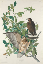 Broad-winged Hawk by Robert Havell after John James Audubon (American, 1793 - 1878), 16X12"(A3)Poster Print