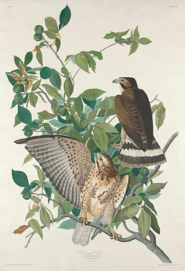 Broad-winged Hawk by Robert Havell after John James Audubon (American, 1793 - 1878), 16X12