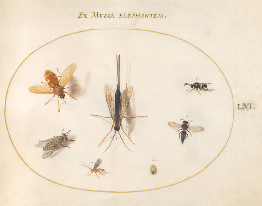 Animalia Rationalia et Insecta (Ignis):  Plate LXI by Joris Hoefnagel (Flemish, 1542 - 1600), 16X12"(A3)Poster Print