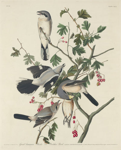 Great American Shrike or Butcher Bird by Robert Havell after John James Audubon (American, 1793 - 1878), 16X12"(A3)Poster Print