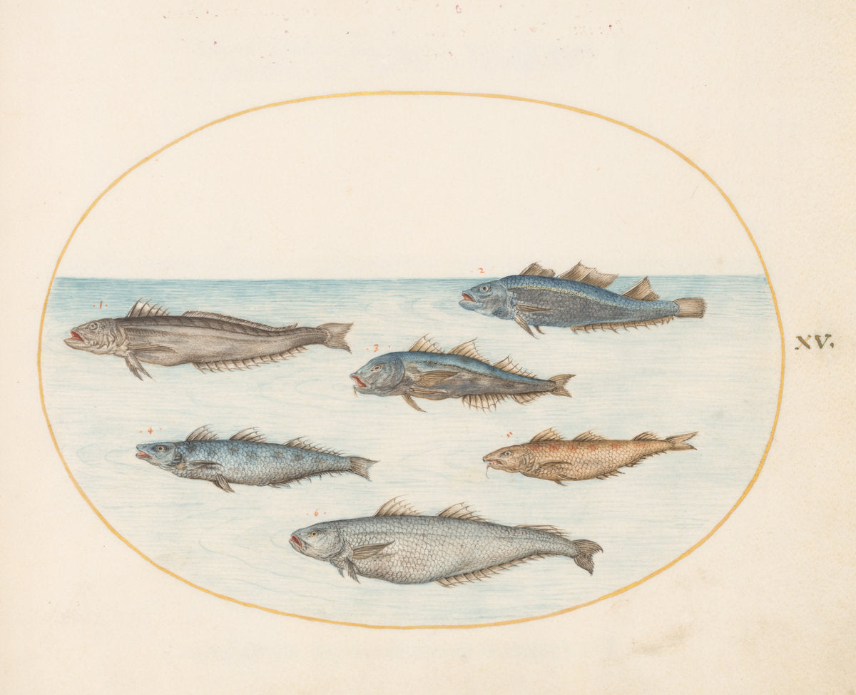 Animalia Aqvatilia et Cochiliata (Aqva): Plate XV by Joris Hoefnagel (Flemish, 1542 - 1600), 16X12"(A3)Poster Print