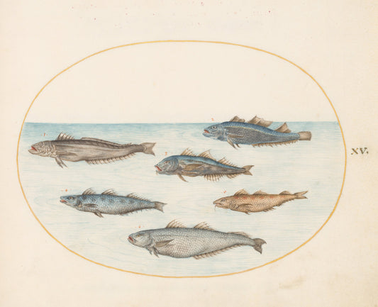 Animalia Aqvatilia et Cochiliata (Aqva): Plate XV by Joris Hoefnagel (Flemish, 1542 - 1600), 16X12"(A3)Poster Print