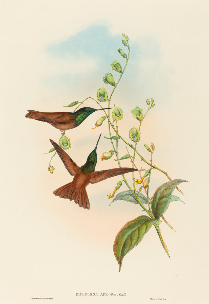 Diphogena aurora (Gould's Rainbow) by John Gould and H.C. Richter (British, 1804 - 1881), 16X12"(A3)Poster Print