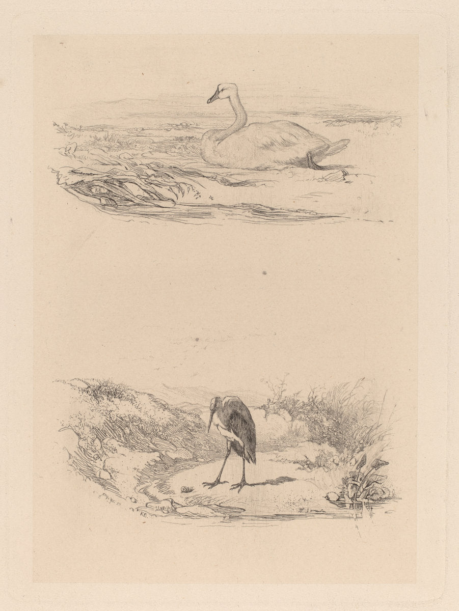 Cygne, heron by Karl Bodmer (Swiss, 1809 - 1893), 16X12"(A3)Poster Print